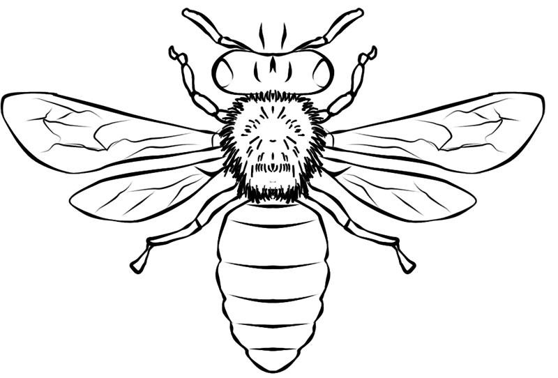 Desenho para colorir