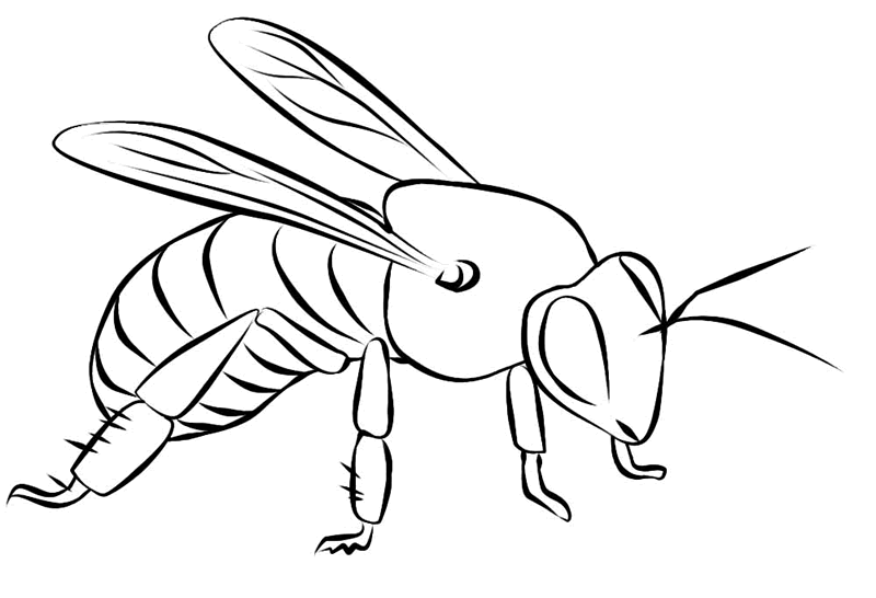 Desenho para colorir