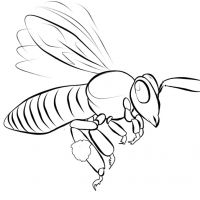 Desenhos para colorir Abelhas