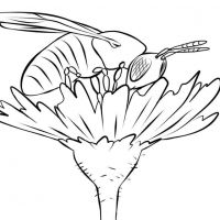 Desenhos para colorir Abelhas