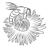 Desenhos para colorir Abelhas