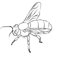 Desenhos para colorir Abelhas