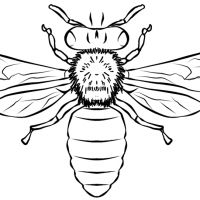 Desenhos para colorir Abelhas