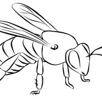 Desenhos para colorir Abelhas