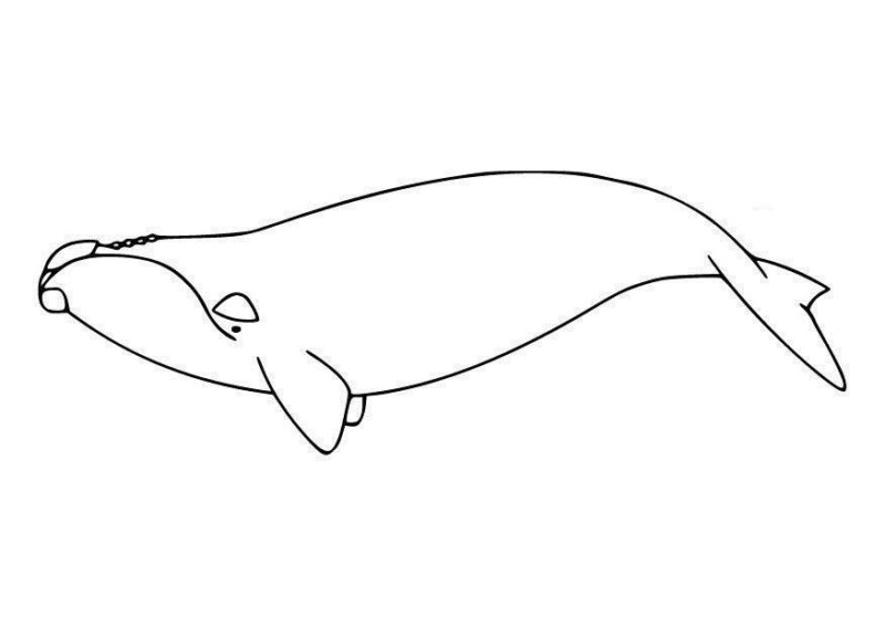 Desenho para colorir