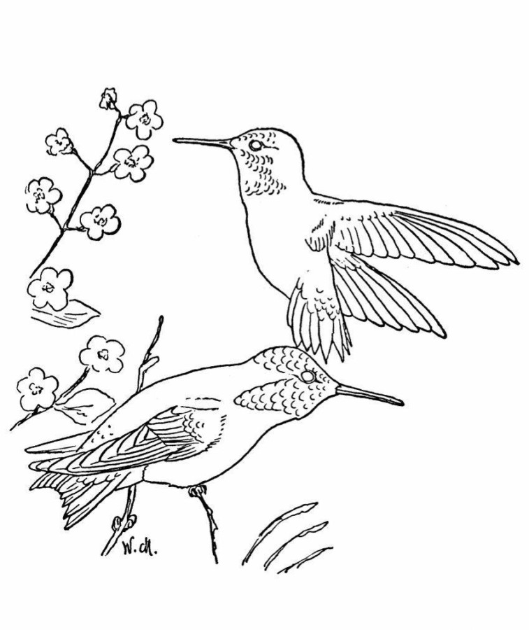 Desenho para colorir