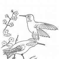 Desenhos para colorir Beija-flor