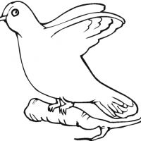 Desenhos para colorir Beija-flor