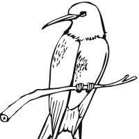 Desenhos para colorir Beija-flor