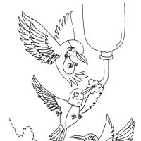 Desenhos para colorir Beija-flor