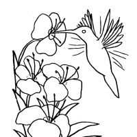 Desenhos para colorir Beija-flor