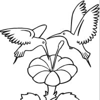 Desenhos para colorir Beija-flor