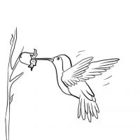 Desenhos para colorir Beija-flor