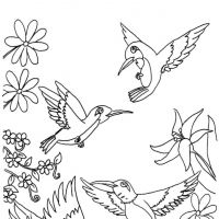 Desenhos para colorir Beija-flor