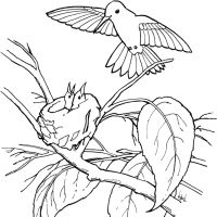 Desenhos para colorir Beija-flor