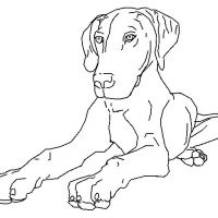 Desenhos para colorir Cachorros