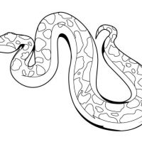 Desenhos para colorir Cobras