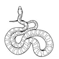 Desenhos para colorir Cobras
