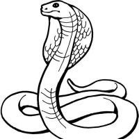 Desenhos para colorir Cobras