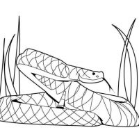 Desenhos para colorir Cobras