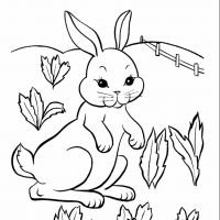Desenhos para colorir Coelhos