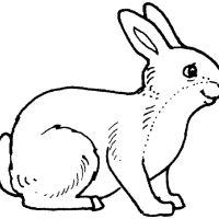 Desenhos para colorir Coelhos