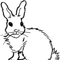 Desenhos para colorir Coelhos