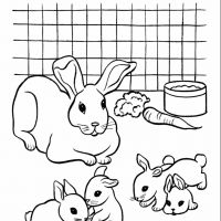 Desenhos para colorir Coelhos