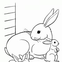 Desenhos para colorir Coelhos