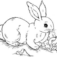 Desenhos para colorir Coelhos