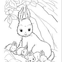 Desenhos para colorir Coelhos