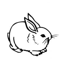 Desenhos para colorir Coelhos