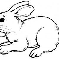 Desenhos para colorir Coelhos