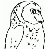 Desenhos para colorir Corujas