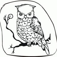 Desenhos para colorir Corujas