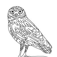 Desenhos para colorir Corujas