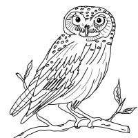 Desenhos para colorir Corujas
