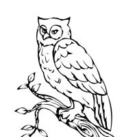 Desenhos para colorir Corujas