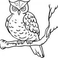 Desenhos para colorir Corujas
