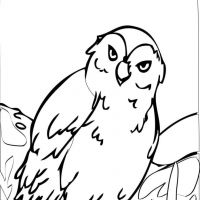 Desenhos para colorir Corujas
