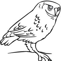 Desenhos para colorir Corujas