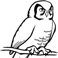 Desenhos para colorir Corujas