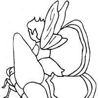 Desenhos para colorir Fadas