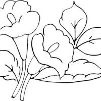 Desenhos para colorir Flores