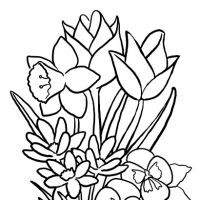Flores