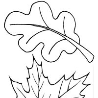 Desenhos para colorir Folhas