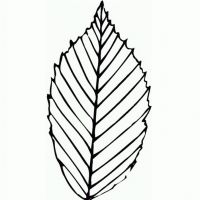 Desenhos para colorir Folhas