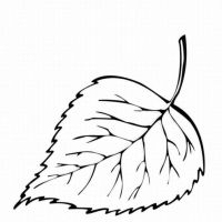 Desenhos para colorir Folhas