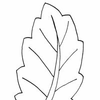 Desenhos para colorir Folhas