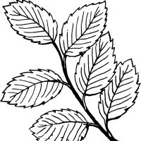 Desenhos para colorir Folhas